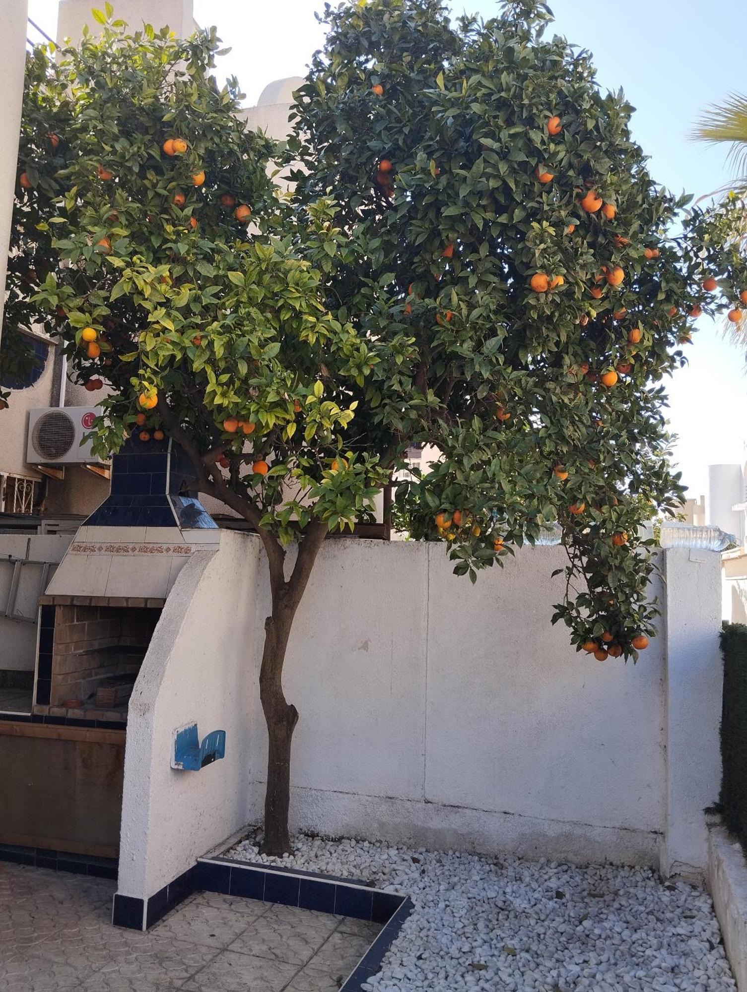 Z&R - Alcyone Villa Torrevieja Eksteriør billede